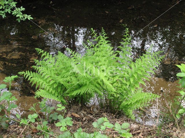 Wijfjesvaren (Athyrium filix-femina)