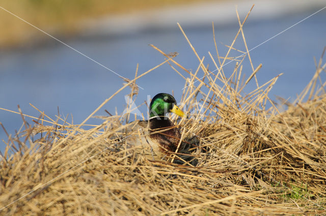 Wilde Eend (Anas platyrhynchos)