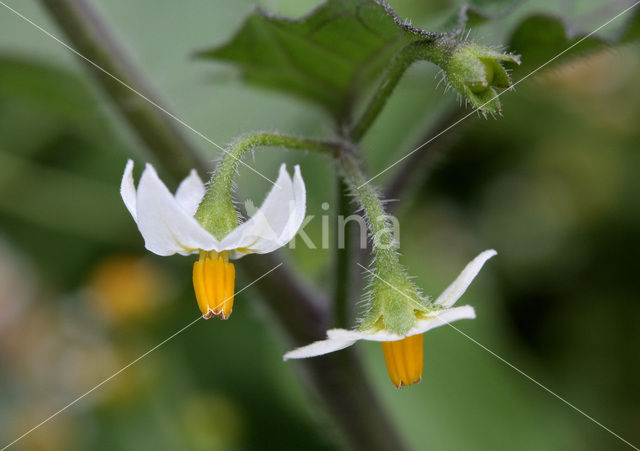 Zwarte nachtschade (Solanum nigrum)