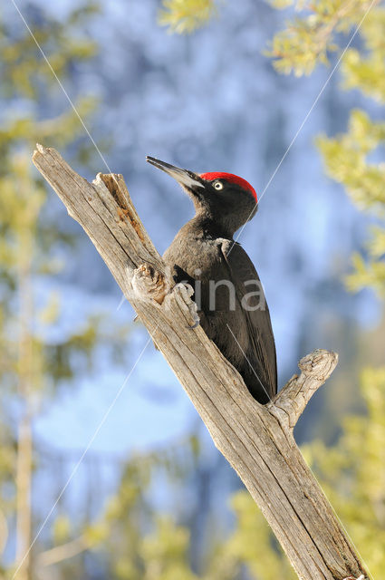 Zwarte Specht (Dryocopus martius)