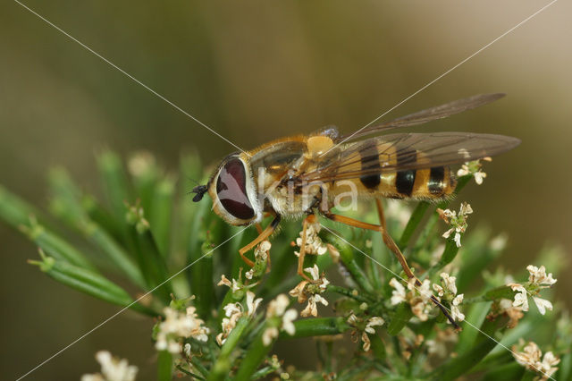 Zwartsprietbandzwever (Epistrophe grossulariae)