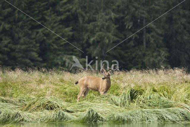 Zwartstaarthert