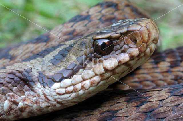 Common Viper (Vipera berus)