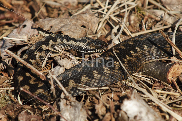 Adder (Vipera berus)