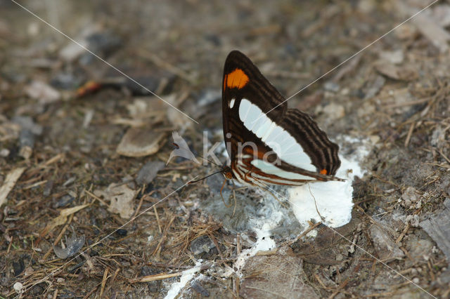 Adelpha thoasa