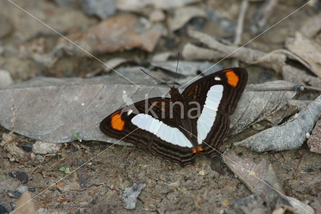 Adelpha thoasa