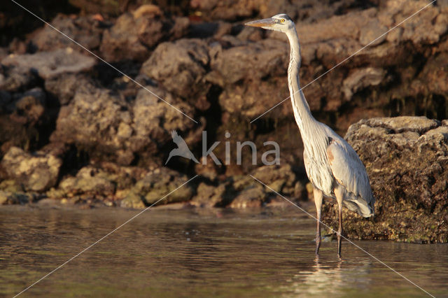 Amerikaanse blauwe reiger (Ardea herodias)