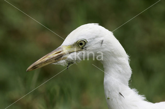 Amerikaanse Kleine Zilverreiger (Egretta thula)