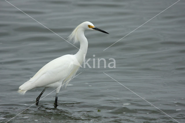 Amerikaanse Kleine Zilverreiger (Egretta thula)