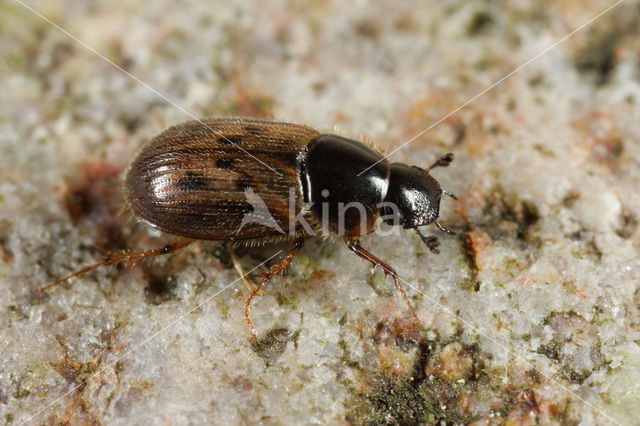 Aphodius contaminatus