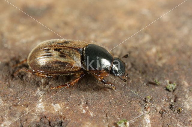 Aphodius contaminatus