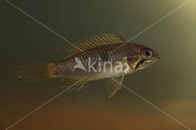 Apistogramma sp.