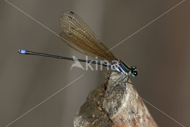 Argia indicatrix