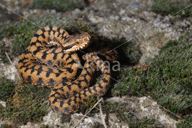 Aspisadder (Vipera aspis)