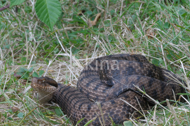 Aspisadder (Vipera aspis)