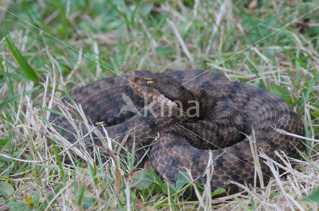 Aspisadder (Vipera aspis)