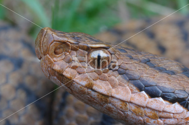 Aspisadder (Vipera aspis)