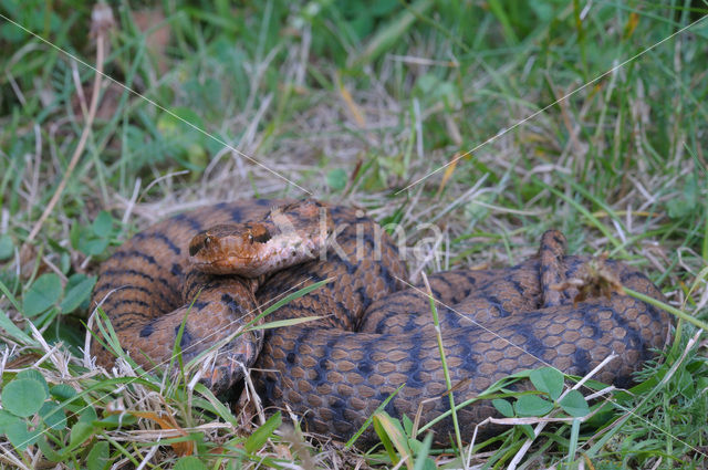 Aspisadder (Vipera aspis)