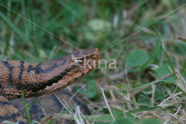 Aspisadder (Vipera aspis)