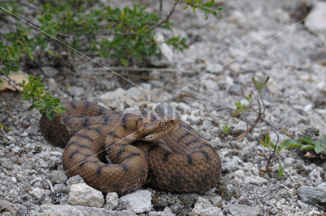 Aspisadder (Vipera aspis)