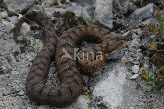 Aspisadder (Vipera aspis)