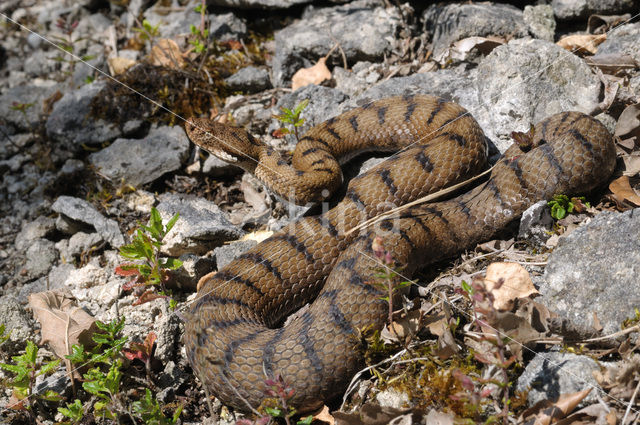 Aspisadder (Vipera aspis)