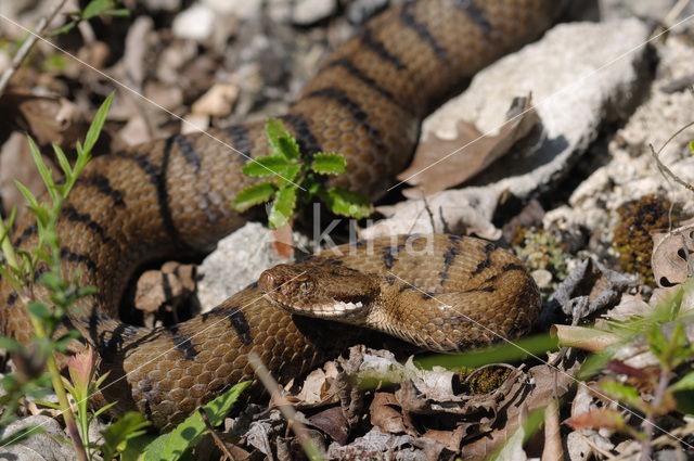 asp viper (Vipera aspis)