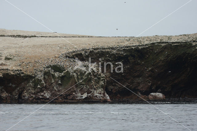 Ballestas eilanden