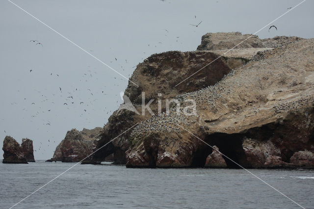 Ballestas eilanden