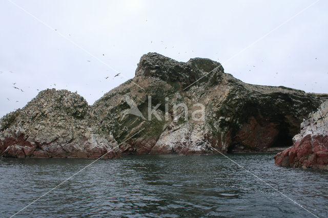 Ballestas eilanden