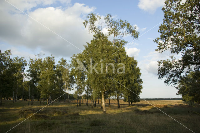 Berk (Betula)