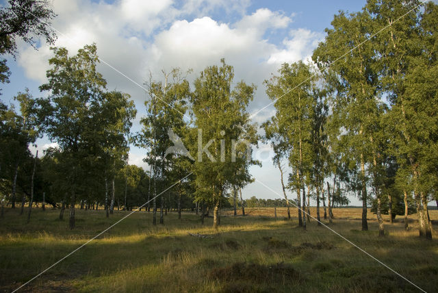 Berk (Betula)