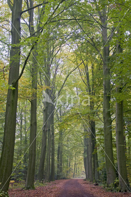 Beuk (Fagus spec.)