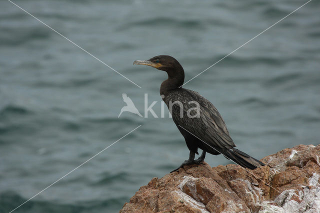 Bigua Aalscholver (Phalacrocorax brasilianus)