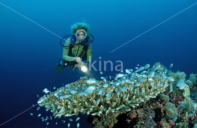 Blauwgroene juffer (Chromis viridis)