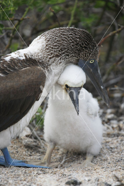 Blauwpootgent (Sula nebouxii)