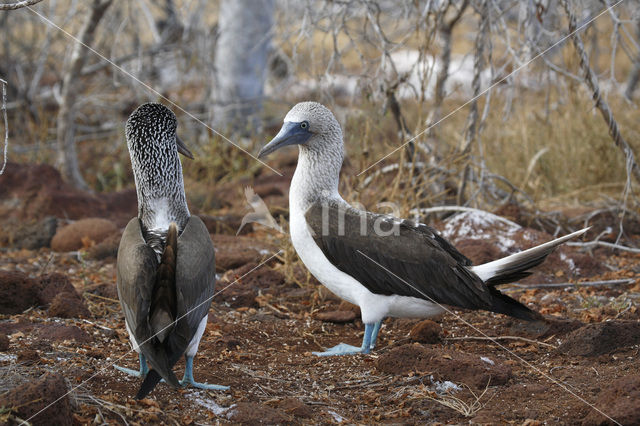 Blauwpootgent (Sula nebouxii)