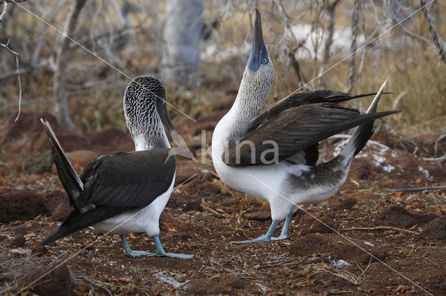 Blauwpootgent (Sula nebouxii)