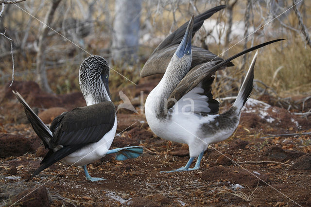 Blauwpootgent (Sula nebouxii)