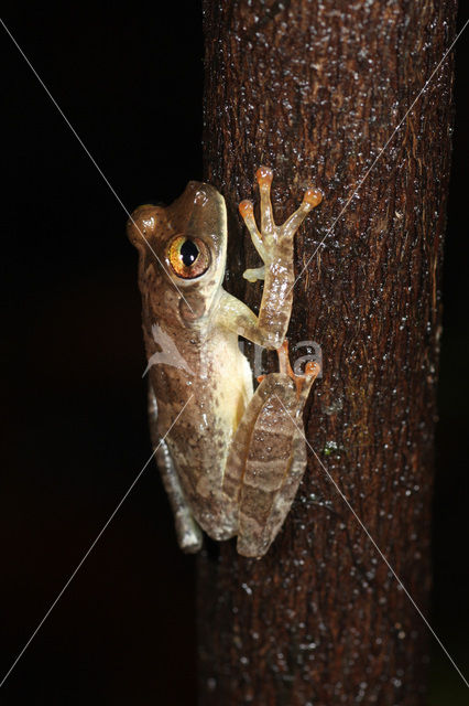 Boomkikker (Hyla sp.)