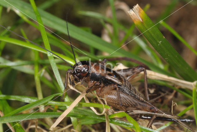 Boskrekel (Nemobius sylvestris)