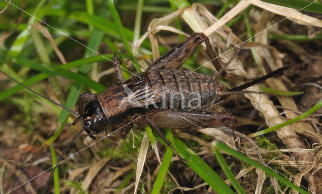 Wood-cricket (Nemobius sylvestris)