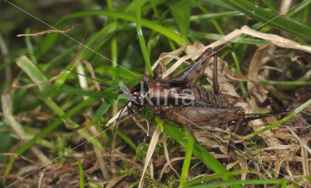 Boskrekel (Nemobius sylvestris)