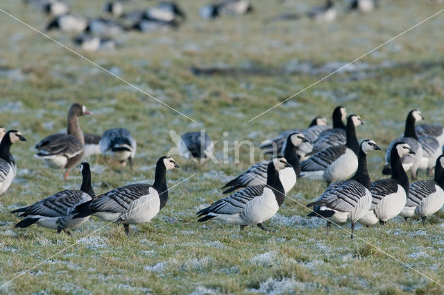 Brandgans (Branta leucopsis)