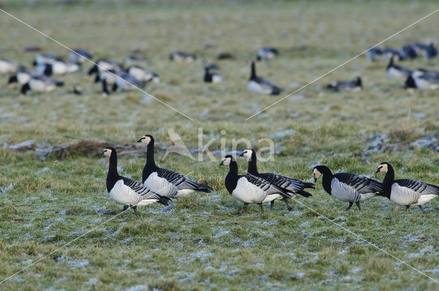 Brandgans (Branta leucopsis)