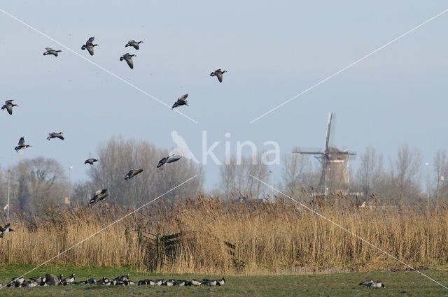 Brandgans (Branta leucopsis)