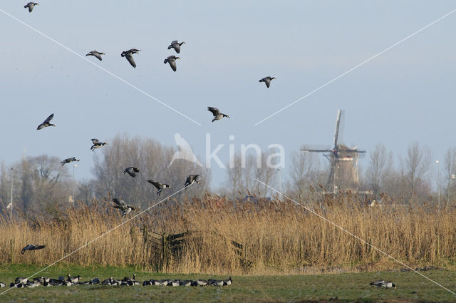 Brandgans (Branta leucopsis)