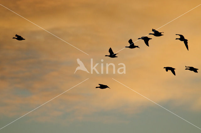 Brandgans (Branta leucopsis)