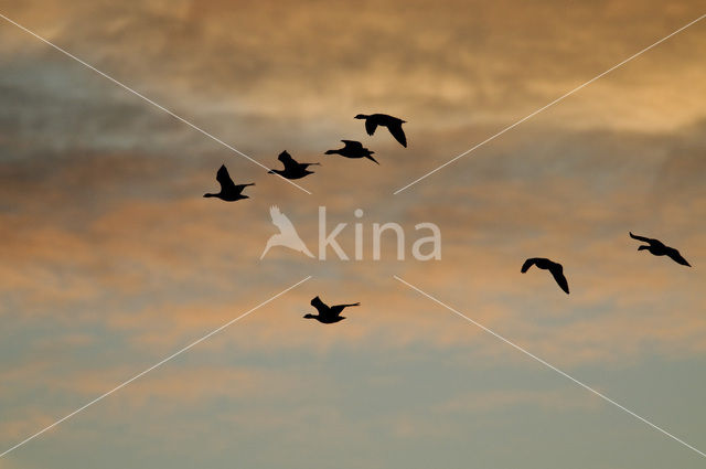 Brandgans (Branta leucopsis)