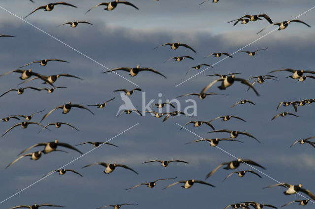 Brandgans (Branta leucopsis)